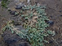 Atriplex glauca ssp ifniensis 2, Saxifraga-Ed Stikvoort